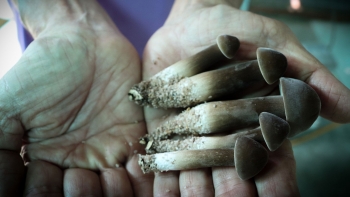 Tuyệt chiêu trồng được nấm mối đen ăn dai chắc như thịt gà, mỗi tháng thu lãi trên 50 triệu đồng