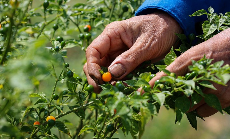 “Ở nước ngoài, ớt Aji Charapita như một gia vị xa xỉ, tôi bán cho bà con rẻ hơn giá thị trường vì muốn người dân ta ai cũng được thưởng thức loại ớt quý hiếm này. Nếu bán đắt thì họ không có tiền mua”, anh Tân lý giải.
