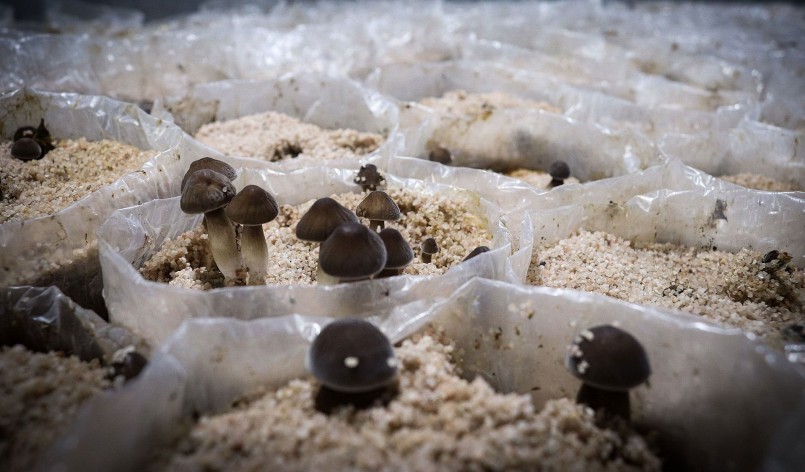 Nấm mối đen là loại khó nuôi nhất, hiện ông Tấn đã trồng thành công và đang tiếp tục nghiên cứu.