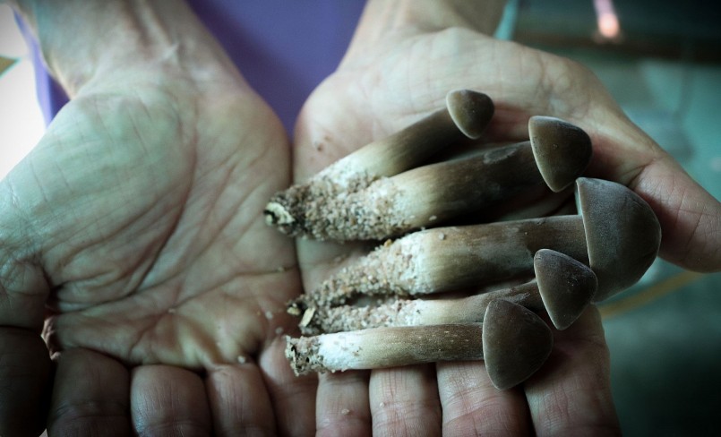 Giá bán sỉ nấm mối đen trên thị trường trên 200.000 đồng/kg.