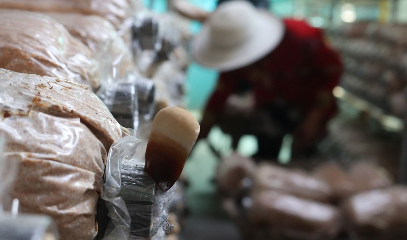 Trại nấm của ông Hai Tấn còn trồng thành công nấm Linh chi.