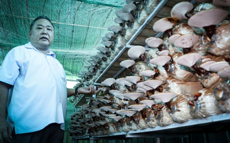 Theo ông Tấn, mấm linh chi dễ trồng hơn nấm mối đen và có giá thành cao.