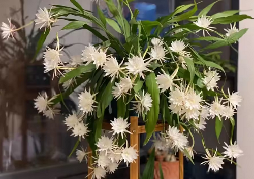 4 loại hoa “hao tiền” để trong nhà tài lộc khó đến