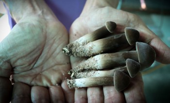 Tuyệt chiêu trồng được nấm mối đen ăn dai chắc như thịt gà, mỗi tháng thu lãi trên 50 triệu đồng