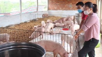 Giá heo hơi hôm nay 08/8: Bất ngờ tăng mạnh tới 3.000 đồng/kg, giá heo chờ bứt phá doanh nghiệp tăng tốc tái đàn