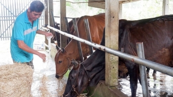 Lão nông nuôi cả trại bò bí quyết nuôi con nào cũng béo mập lợi nhuận 200 triệu đồng/năm