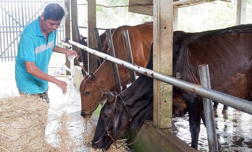 Ở tuổi 65, ông Phan Thanh Phong vẫn mê công việc là nông dân sản xuất giỏi của xã Đức Lập Hạ.