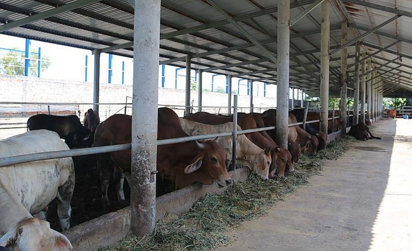 Nuôi bò theo mô hình tuần hoàn đem lại hiệu quả cao cho người chăn nuôi.