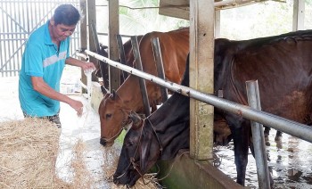 Lão nông nuôi cả trại bò bí quyết nuôi con nào cũng béo mập lợi nhuận 200 triệu đồng/năm