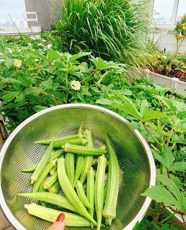 Ở nơi nắng nóng quanh năm, nhưng vườn rau của chị Lan Anh vẫn xanh mướt nhwof bí quyết.