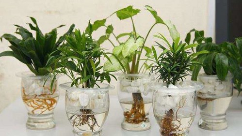 Trồng cây thủy canh hay bị vàng lá thối rễ, nguyên nhân là do đâu?