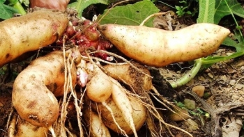 Loại củ sâm giống khoai lang là sản phẩm tuyệt vời bồi bổ sức khỏe