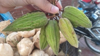 Quả rừng chua khé cổ, giá 100.000 đồng/kg vẫn được người thành phố lùng mua