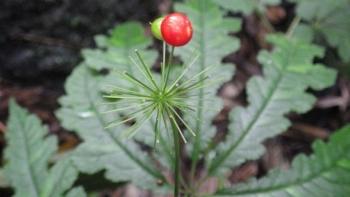 Phát hiện thêm 2 loại sâm quý hiếm trong rừng Việt, giá trị có thể sánh ngang sâm Ngọc Linh