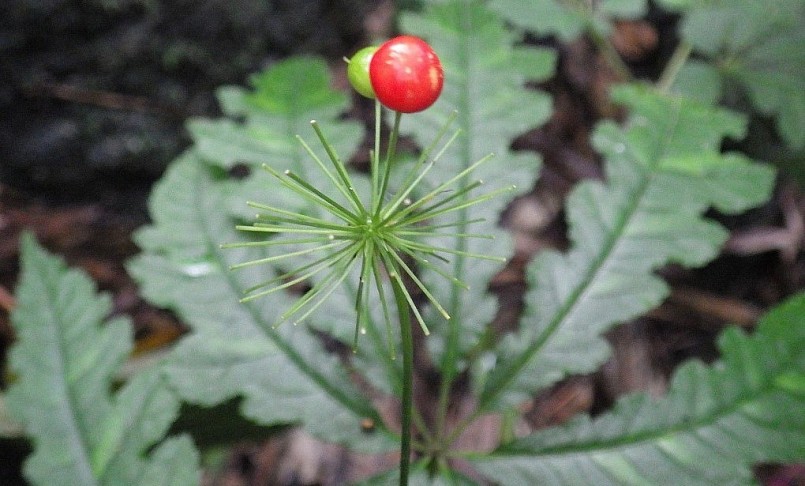 Cây sâm thuốc P. stipuleanatus (Tam thất hoang) ở Hà Giang. Ảnh: Nhóm nghiên cứu