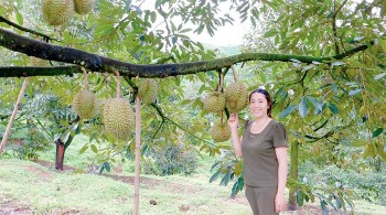 Vườn sầu riêng 2ha trái còn non đã được trả trên 1 tỷ và tuyệt chiêu của nữ nông dân đất Đạ Rsal