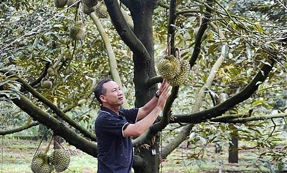 Nhà vườn trồng sầu riêng ở xã Ea Kpam, huyện Cư M’gar, tỉnh Đắk Lắk buộc sầu riêng, đợi sầu riêng đủ ngày tuổi mới chốt giá, thu hoạch. 