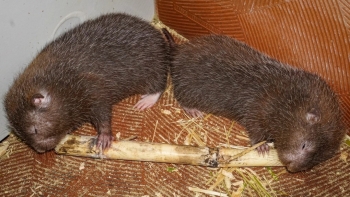 Nuôi con đặc sản xuất bán giá cao nhưng chỉ ăn đồ rẻ tiền, cử nhân mỹ thuật thu trăm triệu mỗi năm