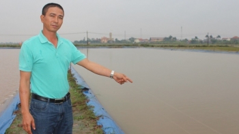 Nuôi loài cá là “thần dược” của quý ông, bán làm đặc sản nhà hàng, nhà nông thu nhập tiền tỷ