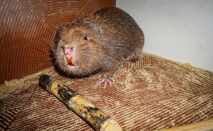 Dúi được xếp vào loại thức ăn đặc sản, bởi vì thịt ngon, mát, giàu đạm nhưng thức ăn chủ yếu là mía, tre.(Ảnh: Hoài Sơn). Dúi được xếp vào loại thức ăn đặc sản, bởi vì thịt ngon, mát, giàu đạm nhưng thức ăn chủ yếu là mía, tre.(Ảnh: Hoài Sơn).