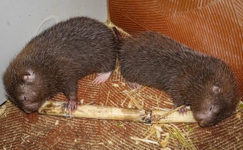 Nuôi con đặc sản xuất bán giá cao nhưng chỉ ăn đồ rẻ tiền, cử nhân mỹ thuật thu trăm triệu mỗi năm