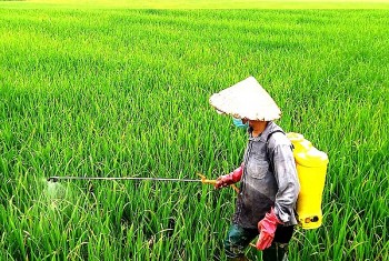 Hải Dương phòng trừ sâu cuốn lá nhỏ, bảo vệ hoa màu