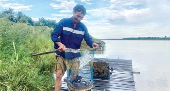 Quảng Ngãi: Phát triển hiệu quả kinh tế từ nghề nuôi cá chình