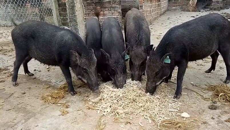 Giá heo hơi hôm nay (09/8) còn nhiều biến động, người nuôi có xu hướng chọn hei đặc sản để nuôi trong vụ Tết.