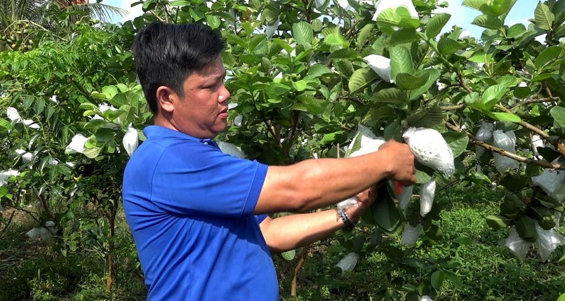 Mỗi tuần anh thu hoạch trên dưới 500 kg trái ổi Ruby, bán cho thương lái từ 10.000-18.000 đồng/kg.