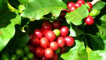 Giá nông sản hôm nay 09/8: Cà phê sàn kỳ hạn chao đảo cố thủ ở mốc 68.000 đồng/kg, hồ tiêu quay đầu giảm