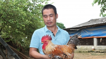 Nuôi giống gà siêu đặc sản, anh nông dân xứ chè mở rộng quy mô cả nghìn con thu 1,5 tỷ đồng