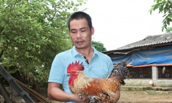 Nuôi giống gà siêu đặc sản, anh nông dân xứ chè mở rộng quy mô cả nghìn con thu 1,5 tỷ đồng