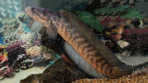 Loại cá có tên lạ, nay thành đặc sản hiếm nổi tiếng thơm ngọt