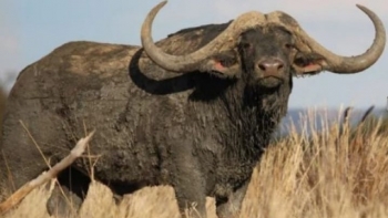 Con trâu siêu khủng đắt cỡ nào mà một thương nhân bỏ ra 70 tỷ chỉ sở hữu 25%?