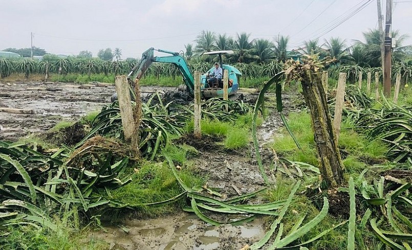 Thanh long giá giảm mạnh, nhiều nhà vườn đã phá bỏ vườn để chuyển sang cây trồng khác. Thanh long giá giảm mạnh, nhiều nhà vườn đã phá bỏ vườn để chuyển sang cây trồng khác.