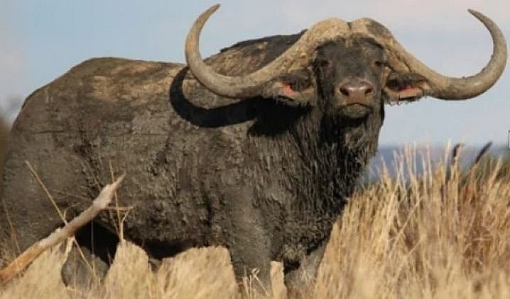 Horizon là loại trâu khổng lồ ở Nam Phi với cặp sừng siêu dài, nhọn hoắt và cong vút. 