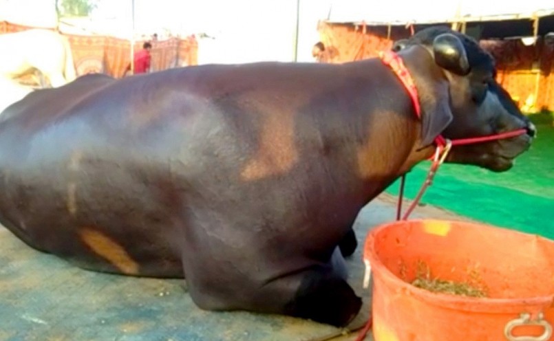 Chú trâu Bheem từng được hỏi mua với giá cao nhưng chủ nhân không bán.