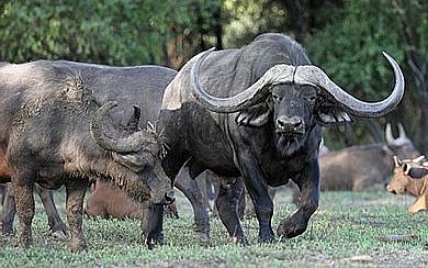 Cặp sừng lớn cùng với bộ gene hoàn hảo khiến mọi nông dân đều muốn nhân giống trâu Horizon.