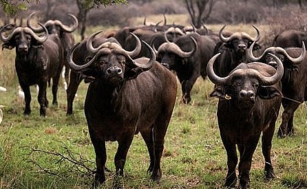 Trâu rừng châu Phi từng sở hữu cặp sừng hơn 1,5 mét nhưng nạn săn bắn đã làm những con vật này dần biến mất.