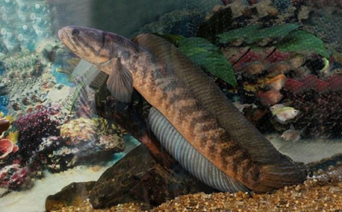 Loại cá có tên lạ, nay thành đặc sản hiếm nổi tiếng thơm ngọt