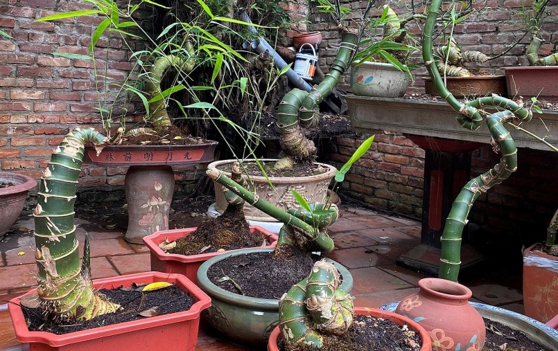 Một góc nhỏ trong thế giưới bonsai tre của anh Phạm Quốc Huy.