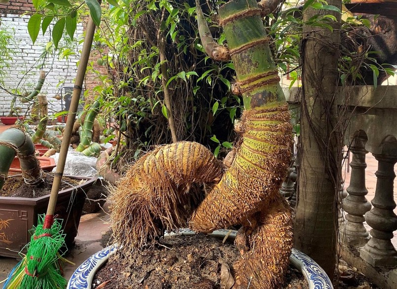 Phôi tre càng độc lạ thì giá càng cao.