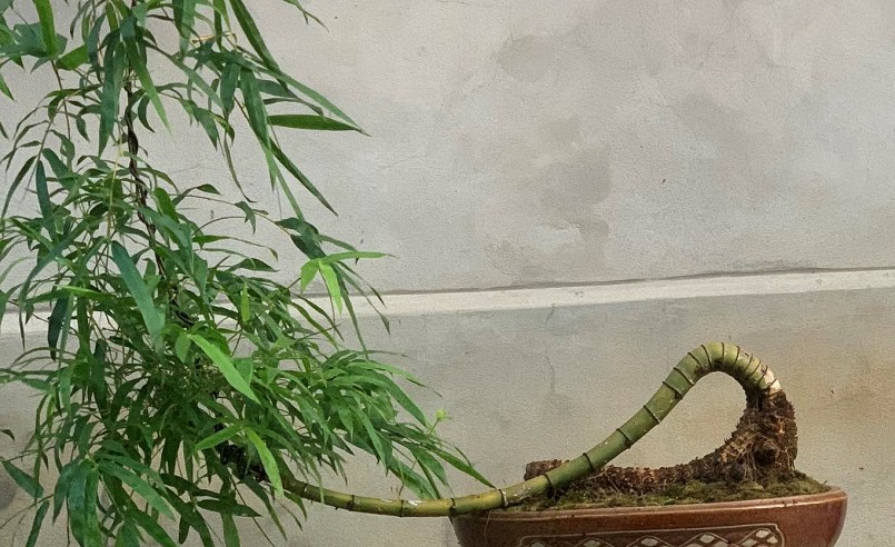 Những dáng bonsai tre đẹp, nhiều người mê mẩn.