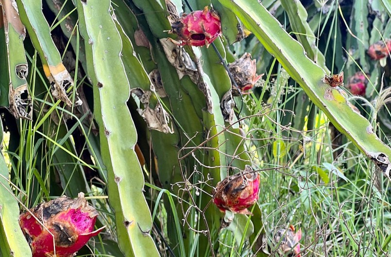 Nhiều hộ dân trồng thanh long tại xã Phước Tân Hưng, huyện Châu Thành bỏ vườn khi cây đang cho trái. Nhiều hộ dân trồng thanh long tại xã Phước Tân Hưng, huyện Châu Thành bỏ vườn khi cây đang cho trái.