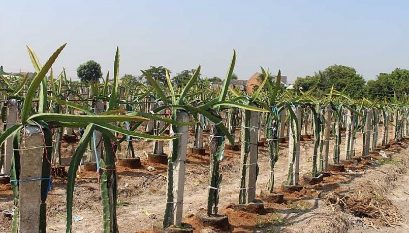 Diện tích thanh long ở Long An giảm do giá thấp, tiêu thụ khó khăn. Diện tích thanh long ở Long An giảm do giá thấp, tiêu thụ khó khăn.