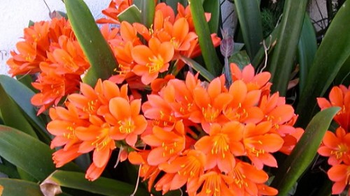 5 loại hoa “khổ quen rồi”, chậu càng to càng dễ chết