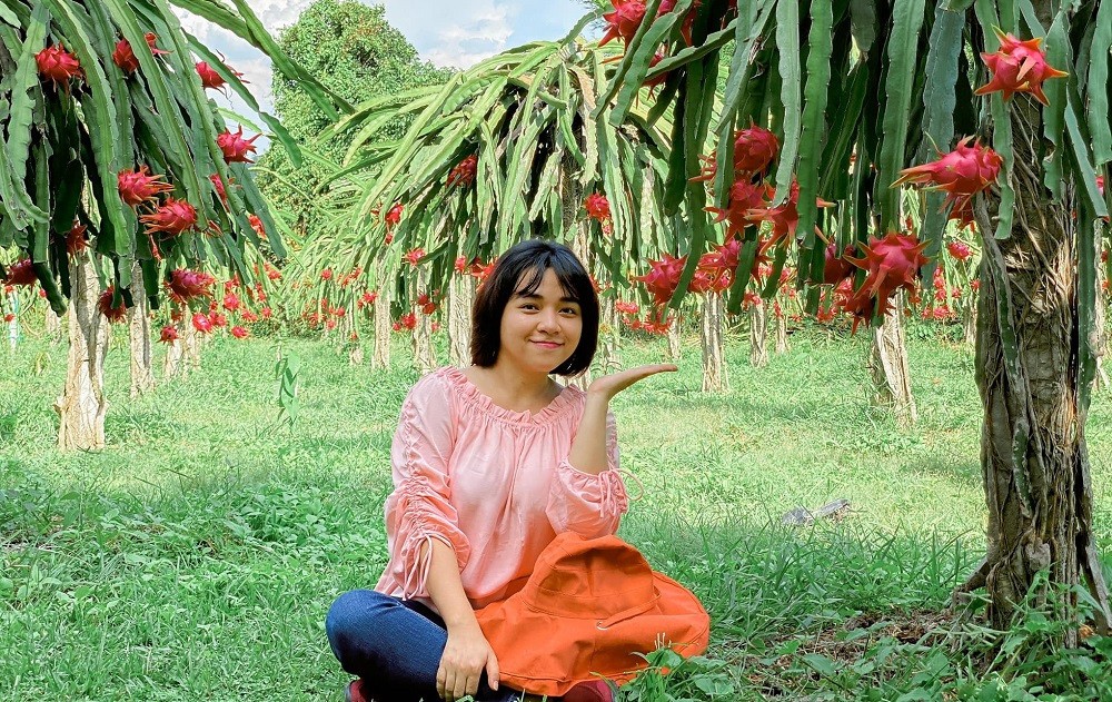 trải nghiệm khám phá những vườn thanh long trải dài 