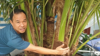 Nghệ nhân tạo dáng dừa với siêu phẩm 9 thân khách thích thú trả 100 triệu vẫn không bán