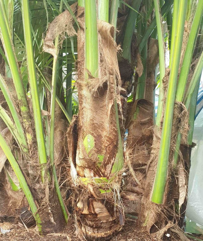 Có người đề nghị trả 100 triệu đồng để mua cây dừa 9 thân nhưng anh Tâm chưa bán.