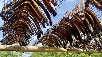 Hiện tượng kích giun đất nóng trở lại, tận diệt cỗ máy làm đất cảnh báo hậu quả khó lường